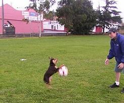 Noonbarra Tally and soccer ball - Flyball Frisbee Agility: Australian Working Kelpies and Dog Sports
