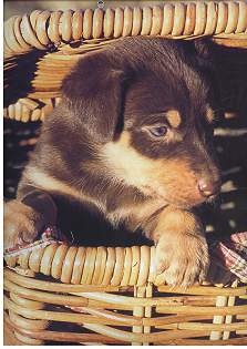 puppy%20noonbarra%20calender.jpg