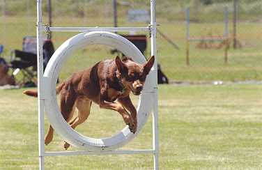 Noonbarra Atilla - Flyball Frisbee Agility: Australian Working Kelpies and Dog Sports