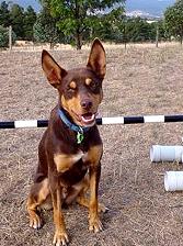 Noonbarra Atilla: Flyball Frisbee Agility: Australian Working Kelpies and Dog Sports