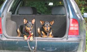 Australian Working Kelpies