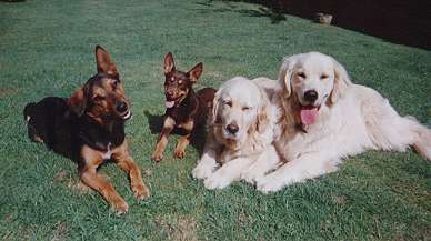 Golden retriever sales kelpie