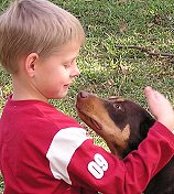 Australian Kelpies as Pets - Noonbarra Cassie with Michael Waldren