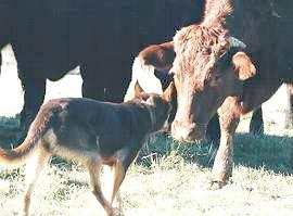 NOONBARRA MAX ON CATTLE