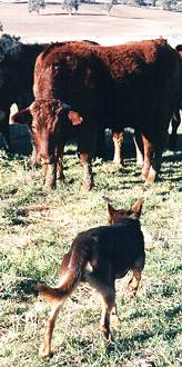 NOONBARRA MAX ON CATTLE