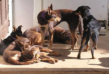Playing: Australian Working Kelpies and exercise