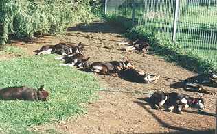 Australian Working Kelpies and exercise