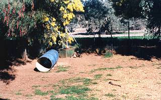 Kelpies and exercise yard at Noonbarra Kelpie Stud