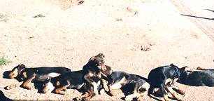 Playing: Australian Working Kelpies and exercise yard 2