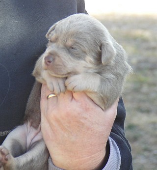 silver kelpie pups for sale