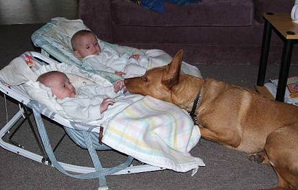 Noonbarra Frankie: Noonbarra Kelpie as a pet for children