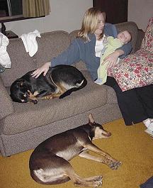 Noonbarra Kelpie as a pet for children: Noonbarra Indy and Kelly