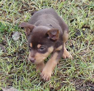 red and tan kelpie pups