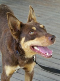 red and tan kelpie pups