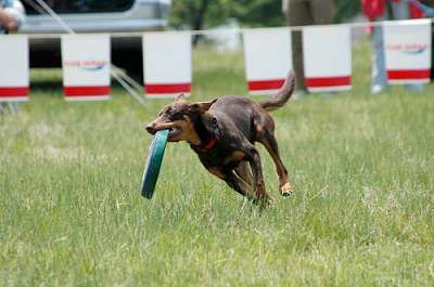Noonbarra Lady in Japan - Flyball Frisbee Agility: Australian Working Kelpies and Dog Sports