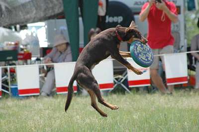 Noonbarra Lady in Japan- Flyball Frisbee Agility: Australian Working Kelpies and Dog Sports