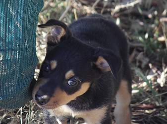 miniature kelpie breeders