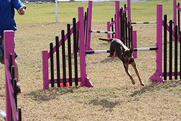 Kelpie: Noonbarra Matilda III in Agility Competition