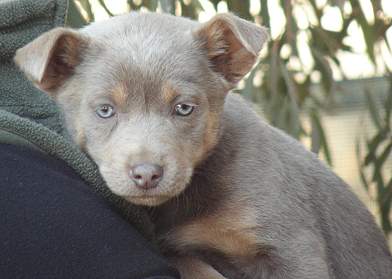 blue kelpies for sale