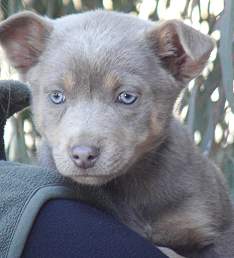 silver kelpie pups for sale