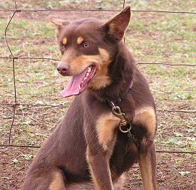 karrawarra kelpie