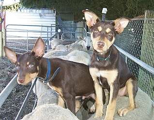 NOONBARRA RUMOUR AND ANDRON RALPH