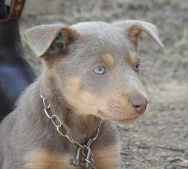 NOONBARRA KELPIES - FAWN KELPIES