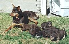 Australian Working Kelpie breeders: Noonbarra Sarah