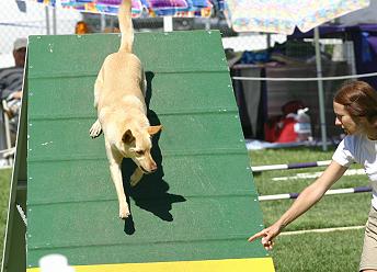 Noonbarra Scamper: Flyball Frisbee Agility: Australian Working Kelpies and Dog Sports