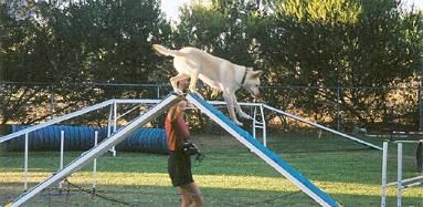 Noonbarra Scamper - Flyball Frisbee Agility: Australian Working Kelpies and Dog Sports