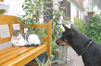 NOONBARRA SCOTT AT HOME IN GERMANY WITH CAT
