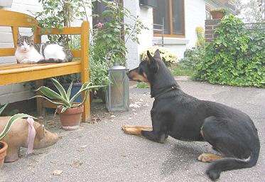 NOONBARRA SCOTT IN GERMANY WITH CAT