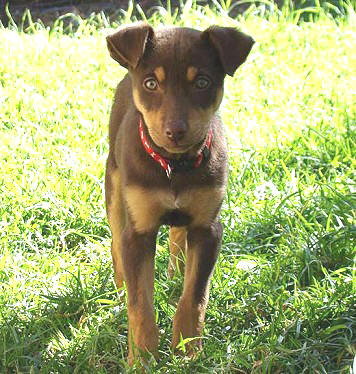 kelpie x border collie puppies for sale