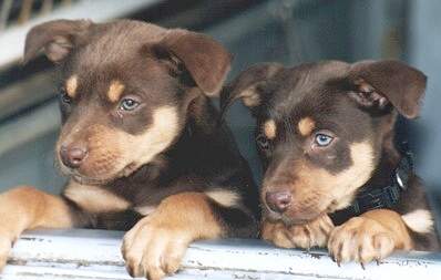 Two Pups