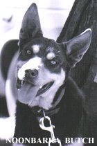 NOONBARRA BUTCH