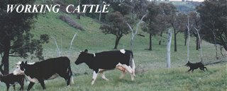 WORKING CATTLE