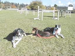 Noonbarra Delboy: Flyball Frisbee Agility: Australian Working Kelpies and Dog Sports