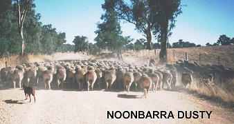 NOONBARRA DUSTY DROVING A FEW HUNDRED SHEEP
