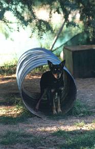 Playing: Australian Working Kelpies and exercise yard