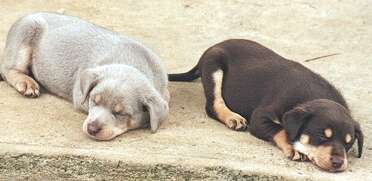 silver kelpie pups for sale