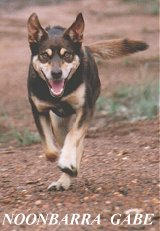 A HAPPY NOONBARRA GABE - RUNNING TO MEET US!