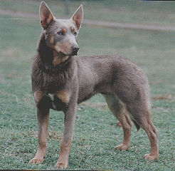 blue kelpies for sale