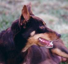 Capree kelpies hot sale