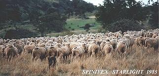 TARA MOVING 1400 SHEEP IN 1985