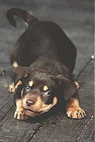 A FRIENDLY LITTLE NOONBARRA KELPIE