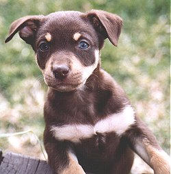 Noonbarra Working Kelpie Pup