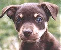 NOONBARRA KELPIE PUPPY
