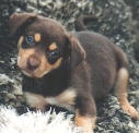 NOONBARRA PUPPY (NOONBARRA X NOONBARRA VALERIE)