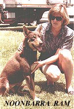 Australian Working Kelpies as Pets - NOONBARRA RAM WITH KYLIE HOLLAND OF CARCOAR