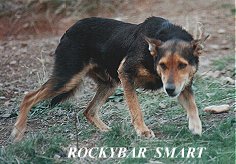 SMART WAS A POWERFUL WALK-UP KELPIE